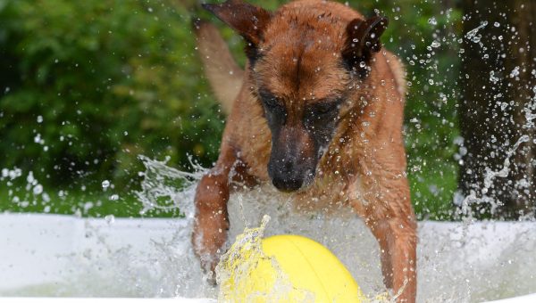 Las mejores residencias caninas en Sevilla